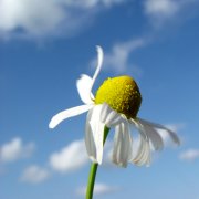 flower in the wind