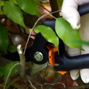 pruning